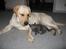 Labrador retriever Max - #jeg skal nok passe på dig min lille ven"