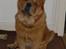 Chow chow Balou