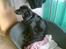 Blanding af racer Sheeba - Sheeba sidder og ser smuk ud