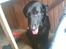 Blanding af racer Sheeba - sheeba i vores skurvogn