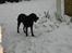 Labrador retriever Effi  R.I.P - effi ude i sneen leger bold (NYT)