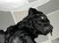 Labrador retriever Effi  R.I.P - effi hygger på ryggen ( NYT )
