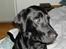 Labrador retriever Effi  R.I.P - effi ( NYT )