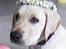 Labrador retriever Max - min fine blomstekrans