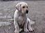 Labrador retriever Max