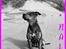 Amerikansk staffordshire terrier ¤ Nala ¤ (7Soveren)