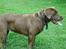 Blanding af racer Nala