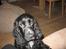 Cocker spaniel Terle - Hej :o)