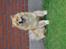 Chow chow Nika
