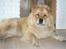 Chow chow Nika
