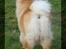 Chow chow Rico ~ Oskar of Flensborg - Tak for denne gang. Håber du lægger et visitkort til mig i min gæstebog :-)