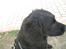 Blanding af racer Charlie - hva ska dog det her foto-noget til for...gg