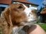 Welsh springer spaniel Debbie <33 - 9. 