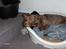 Blanding af racer Buster - Buster Sover du ? 