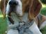 Beagle ANTON *Savner dig*