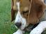 Beagle ANTON *Savner dig*