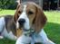 Beagle ANTON *Savner dig*