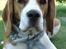 Beagle ANTON *Savner dig*