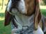 Beagle ANTON *Savner dig*