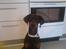 Dobermann Torontos Xenta *R.I.P.* - Ja jeg er ved at blive stor :-)