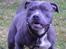Staffordshire bull terrier Blue Blazer Girl