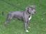 Staffordshire bull terrier Blue Blazer Girl