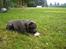 Staffordshire bull terrier Blue Blazer Girl