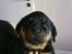 Rottweiler Tyson - Hvad er det for noget du har der? 