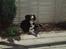 Border collie Mulle DØD