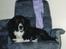 Border collie Mulle DØD