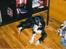Border collie Mulle DØD