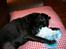Blanding af racer Cali - Cali sover sammen med sin putteklud(bamse)