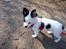 Chihuahua Snoopy - :)