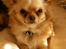 Chihuahua      *Ronaldo*