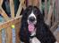 Cocker spaniel Ludvig