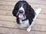 Cocker spaniel Ludvig