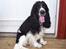 Cocker spaniel Ludvig
