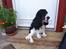 Cocker spaniel Ludvig