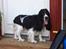 Cocker spaniel Ludvig