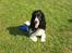 Cocker spaniel Ludvig