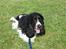 Cocker spaniel Ludvig
