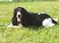 Cocker spaniel Ludvig