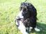Cocker spaniel Ludvig