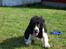 Cocker spaniel Ludvig