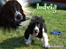Cocker spaniel Ludvig