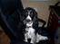 Cocker spaniel Ludvig