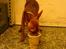 Dvaergpinscher Snoopy  - Snoops med på arbejde..