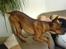 Dvaergpinscher Snoopy  - Snoops ser fjernsyn :P 