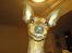 Dvaergpinscher Snoopy  - Snoops charme tand :P 