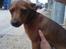 Dvaergpinscher Snoopy 
